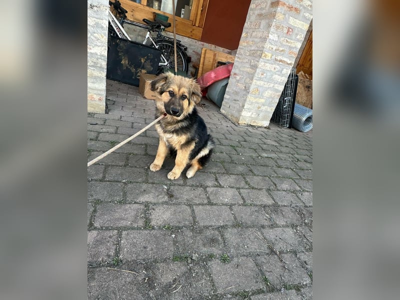 Flora, geboren 01.08.2025, 42cm sucht ihr Zuhause