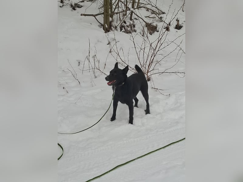 Zeus, geboren 01.10.2021, 47cm sucht einfühlsame Menschen
