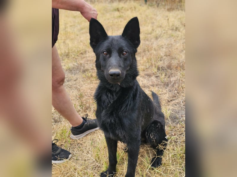 Blackie, geboren 01.03.2025, 50cm sucht seine Chance