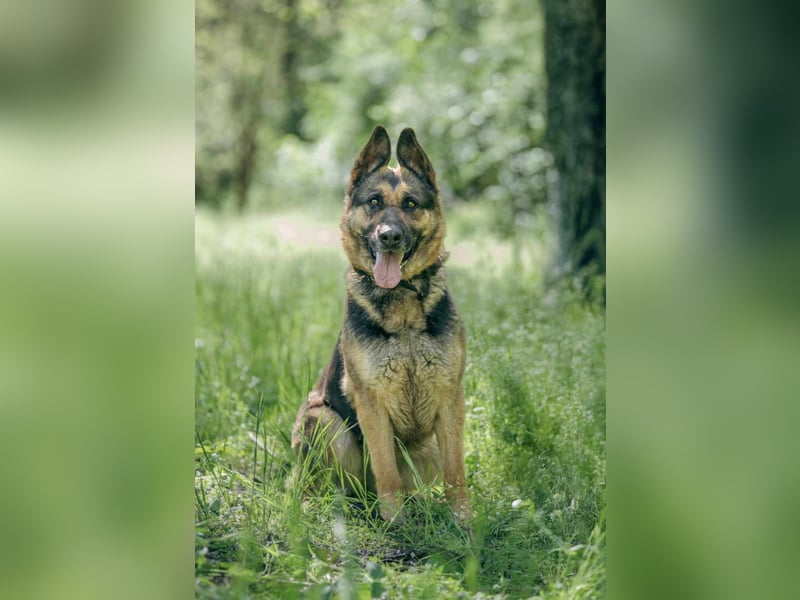 Ciklon, geboren 2022 sucht ihre Menschen