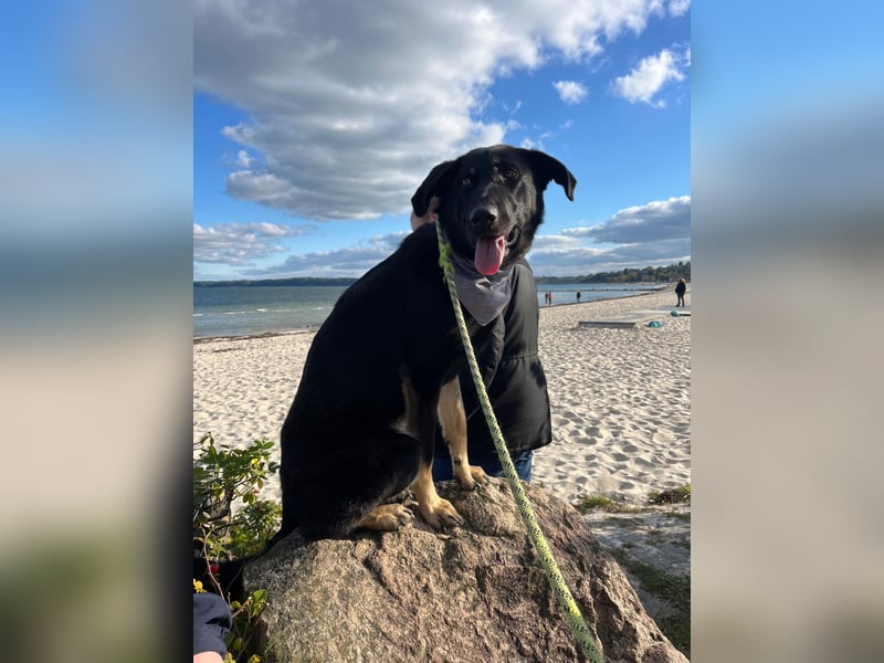 Kiba, geboren 01.07.2023, 53cm sucht neues Zuhause