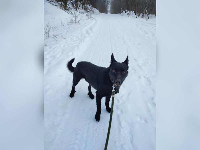 Zeus, geboren 01.10.2021, 47cm sucht einfühlsame Menschen