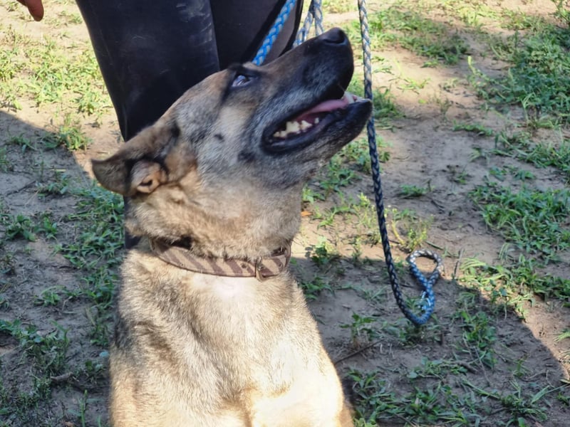 Greta, geboren 01.05.2021, 48cm sucht ihr Plätzchen