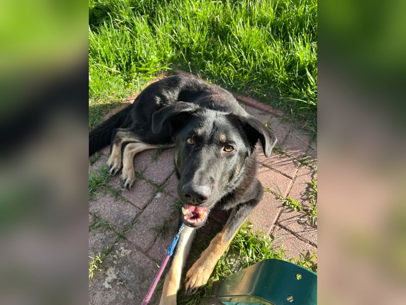 Kiba, geboren 01.07.2023, 53cm sucht neues Zuhause