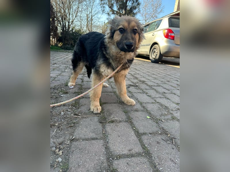 Flora, geboren 01.08.2025, 42cm sucht ihr Zuhause