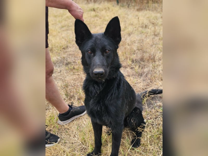 Blackie, geboren 01.03.2025, 50cm sucht seine Chance