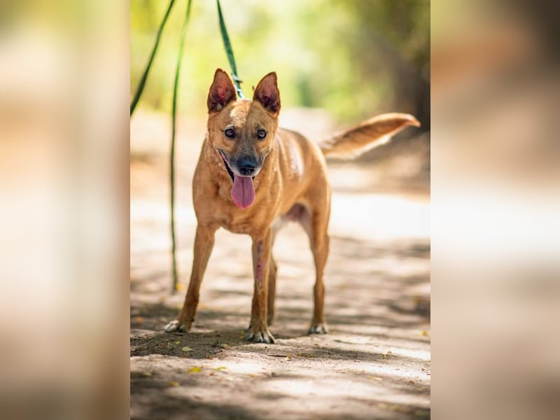 Fanny, 2 Jahre alt, 50 cm, möchte entdeckt werden