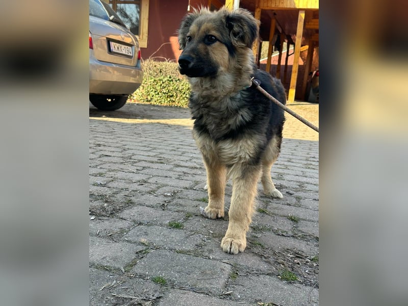 Flora, geboren 01.08.2025, 42cm sucht ihr Zuhause