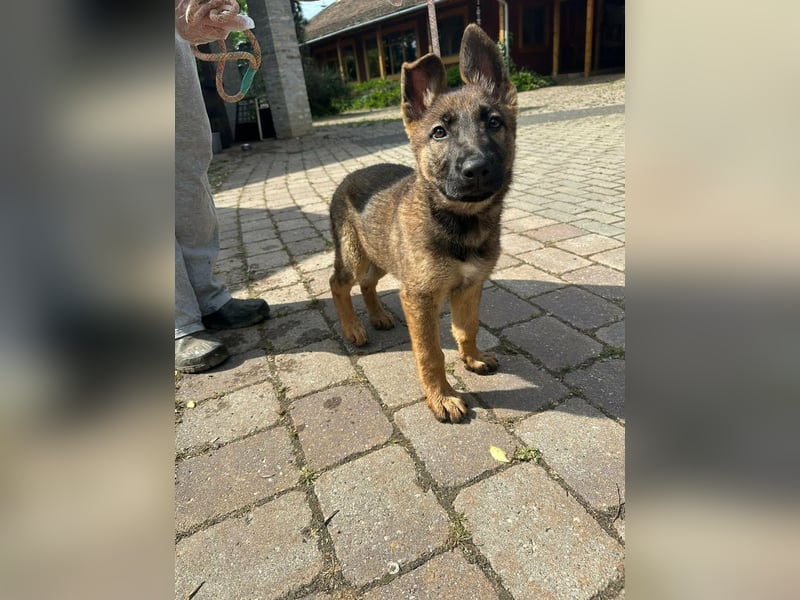 Mia, geboren 09.01.2026, 38cm sucht aktive Familie