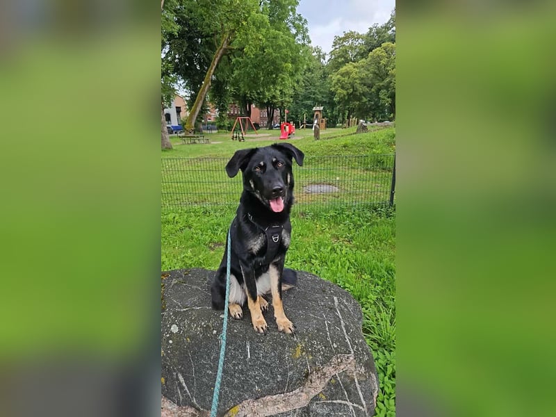 Kiba, geboren 01.07.2023, 53cm sucht neues Zuhause