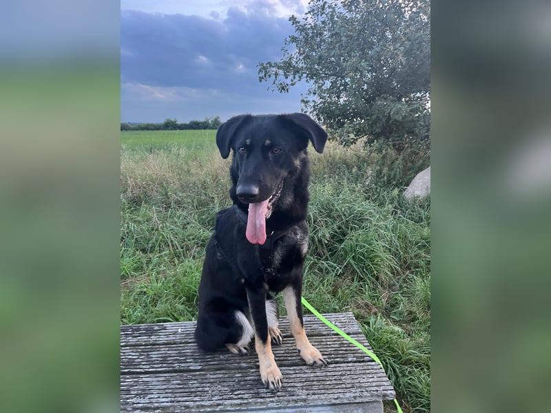 Kiba, geboren 01.07.2023, 53cm sucht neues Zuhause