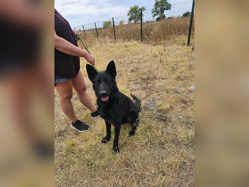 Blackie, geboren 01.03.2025, 50cm sucht seine Chance