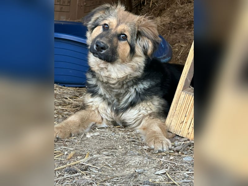 Flora, geboren 01.08.2025, 42cm sucht ihr Zuhause