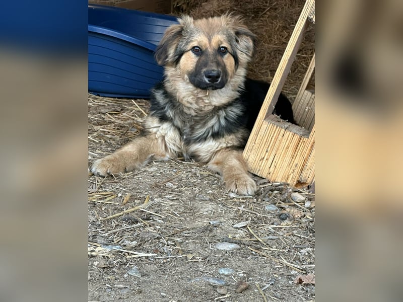 Flora, geboren 01.08.2025, 42cm sucht ihr Zuhause