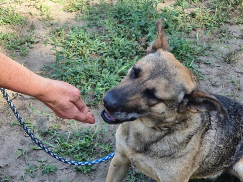 Greta, geboren 01.05.2021, 48cm sucht ihr Plätzchen