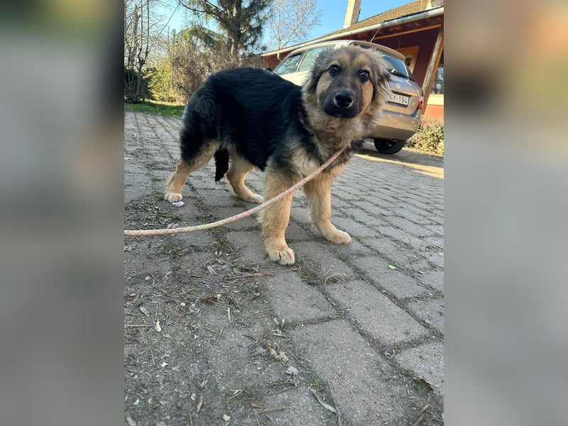 Flora, geboren 01.08.2025, 42cm sucht ihr Zuhause