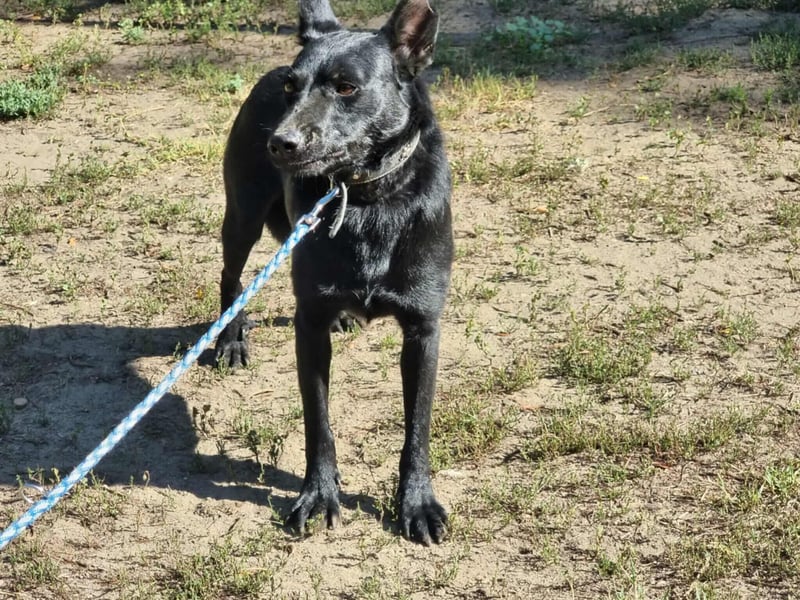 Zeus, geboren 01.10.2021, 47cm sucht einfühlsame Menschen