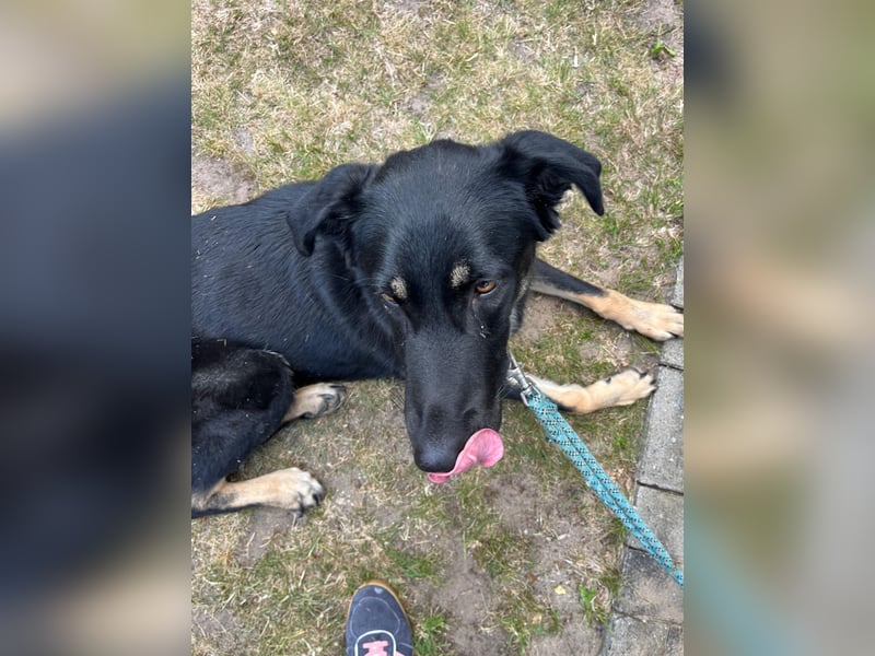 Kiba, geboren 01.07.2023, 53cm sucht neues Zuhause