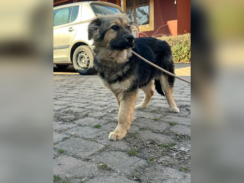 Flora, geboren 01.08.2025, 42cm sucht ihr Zuhause