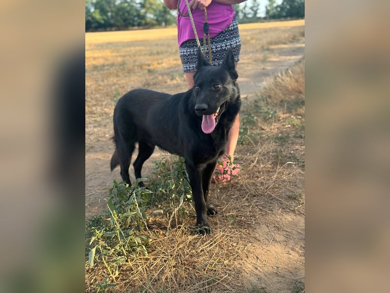 Blackie, geboren 01.03.2025, 50cm sucht seine Chance