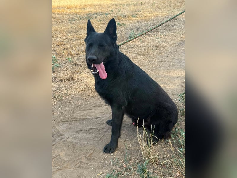 Blackie, geboren 01.03.2025, 50cm sucht seine Chance