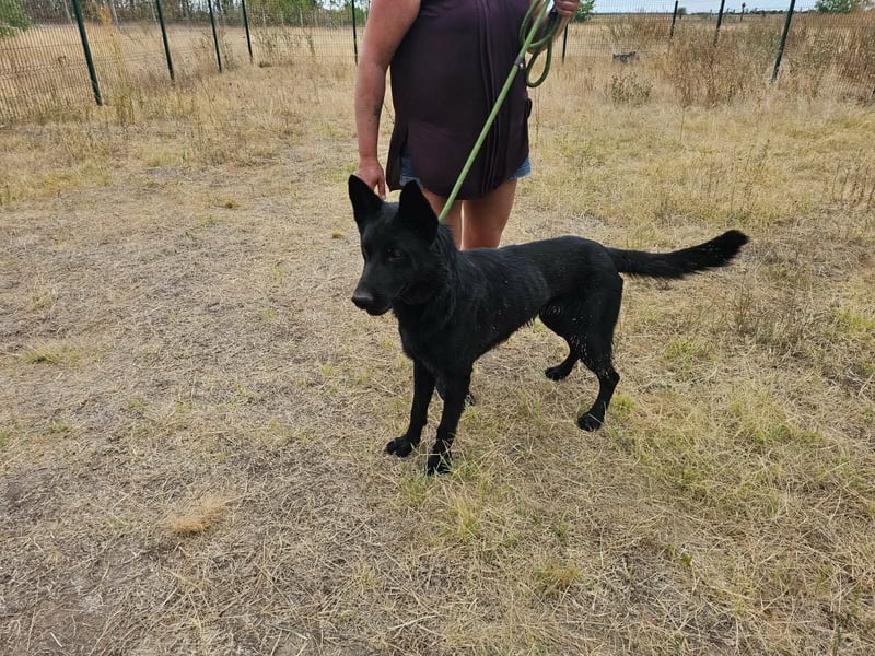 Blackie, geboren 01.03.2025, 50cm sucht seine Chance