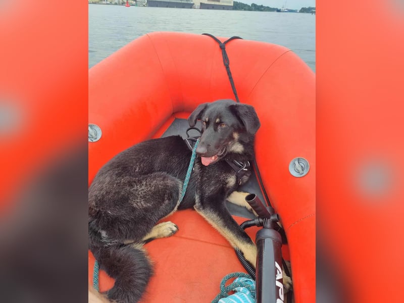 Kiba, geboren 01.07.2023, 53cm sucht neues Zuhause