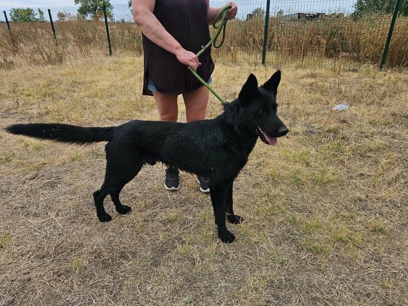 Blackie, geboren 01.03.2025, 50cm sucht seine Chance