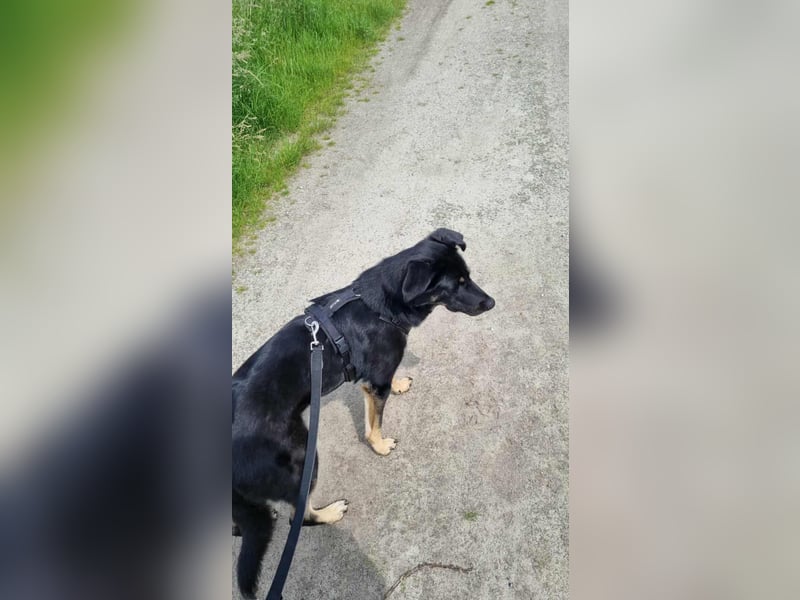 Kiba, geboren 01.07.2023, 53cm sucht neues Zuhause