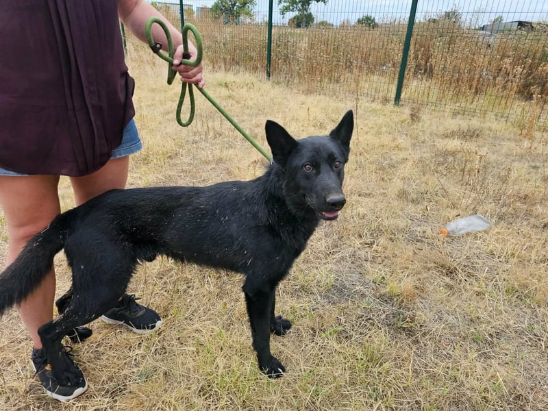 Blackie, geboren 01.03.2025, 50cm sucht seine Chance