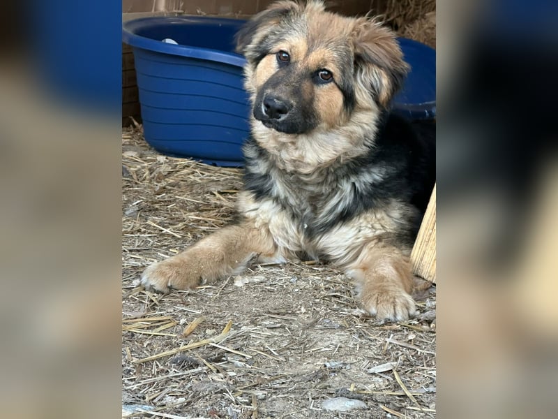 Flora, geboren 01.08.2025, 42cm sucht ihr Zuhause