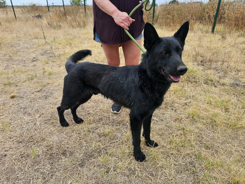 Blackie, geboren 01.03.2025, 50cm sucht seine Chance