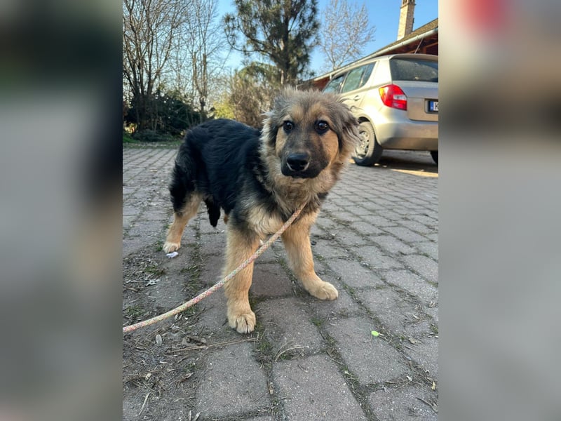 Flora, geboren 01.08.2025, 42cm sucht ihr Zuhause