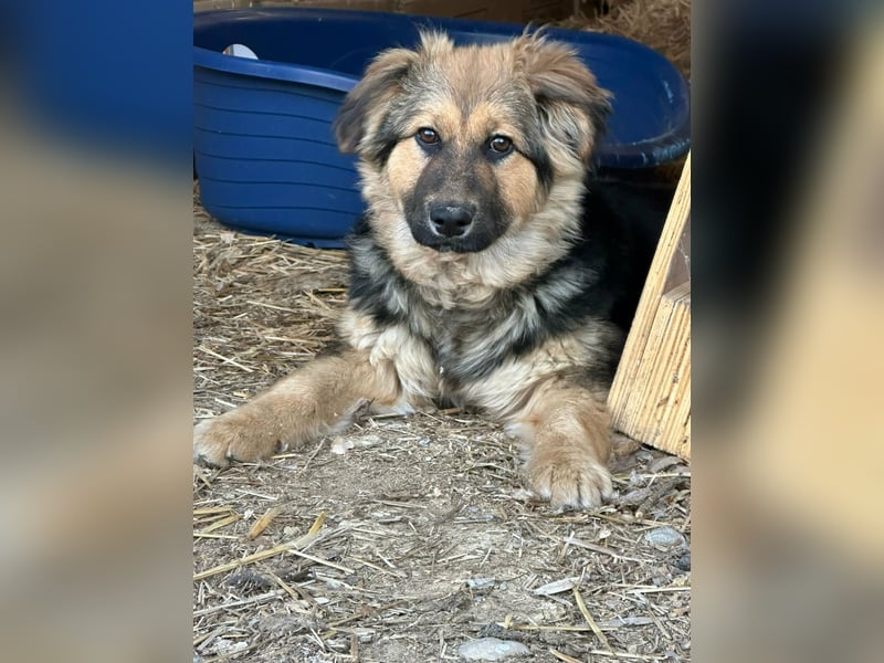 Flora, geboren 01.08.2025, 42cm sucht ihr Zuhause