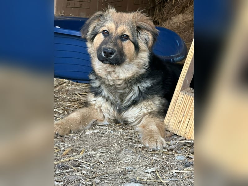 Flora, geboren 01.08.2025, 42cm sucht ihr Zuhause