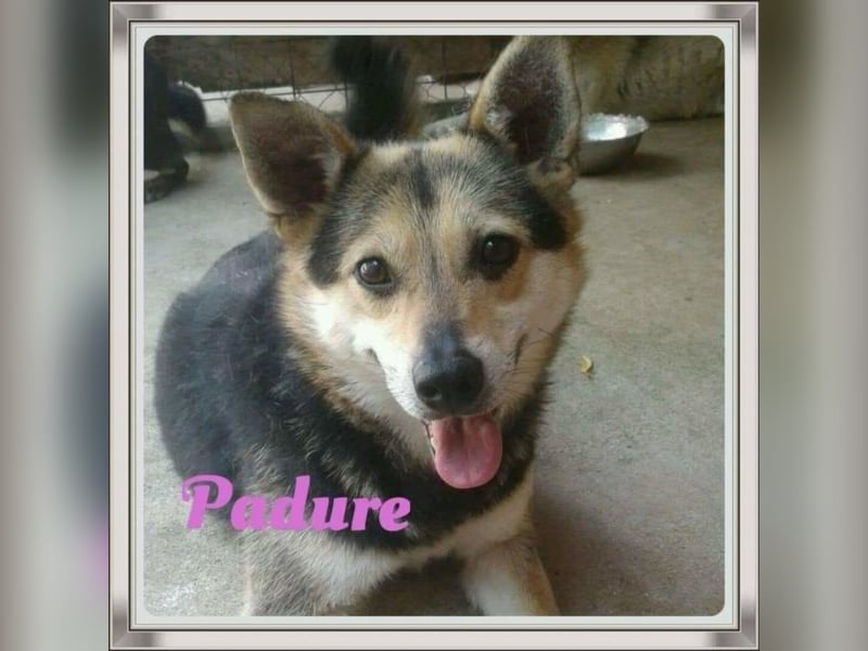 Padure, ein schüchterner Sonnenschein wartet auf ihre Menschen