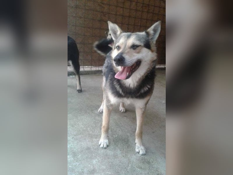 Padure, ein schüchterner Sonnenschein wartet auf ihre Menschen