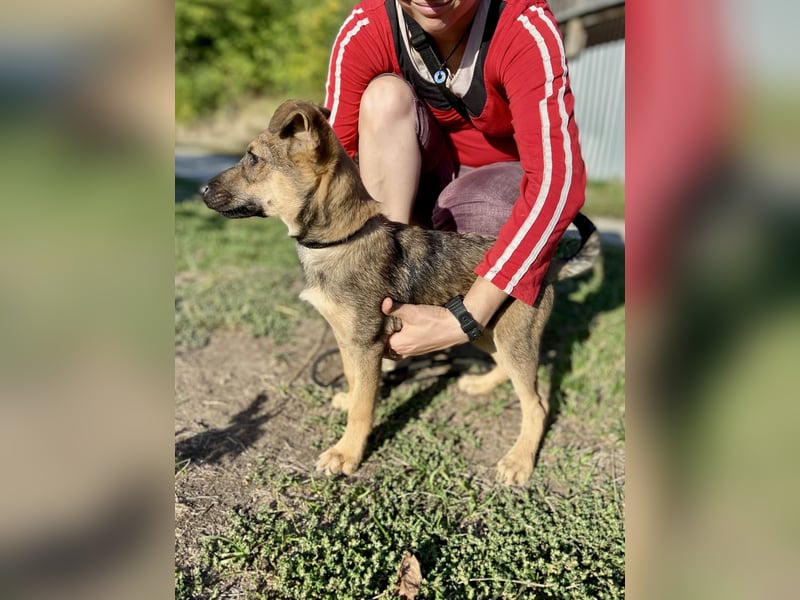 Fröhlicher mittelgrosser Welpe 3Mon., rundum lieb und nett