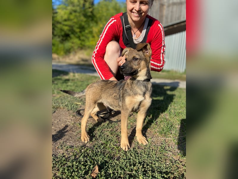 Fröhlicher mittelgrosser Welpe 3Mon., rundum lieb und nett