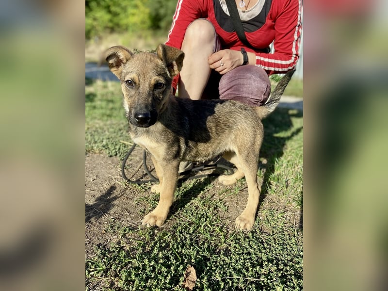 Fröhlicher mittelgrosser Welpe 3Mon., rundum lieb und nett