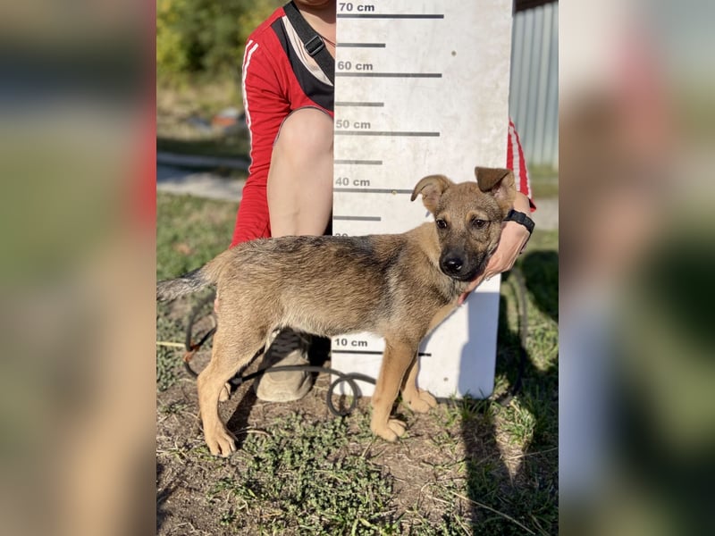 Fröhlicher mittelgrosser Welpe 3Mon., rundum lieb und nett