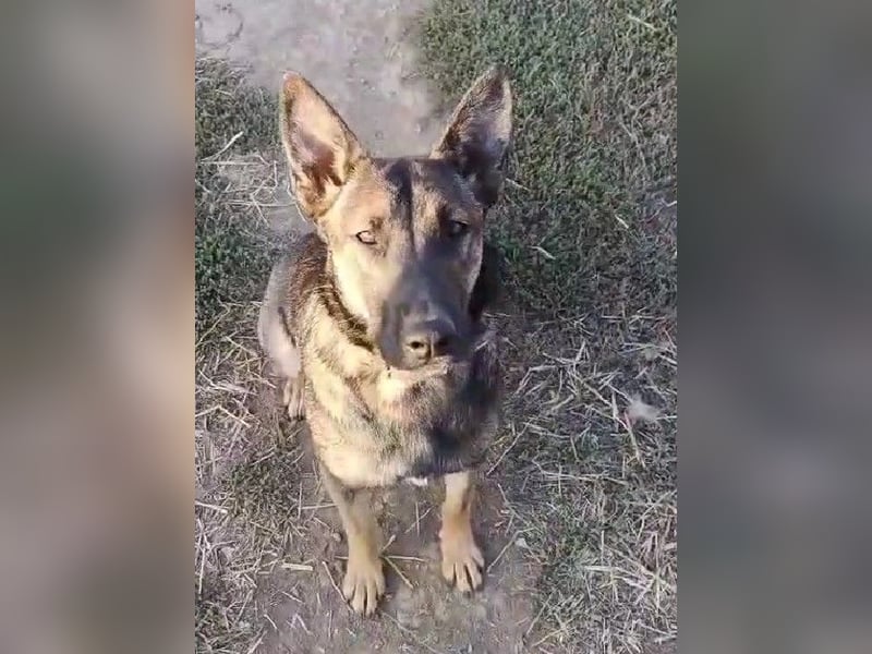 ZUZI - aktives Mädchen sucht ihre Menschen