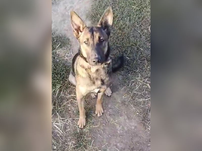 ZUZI - aktives Mädchen sucht ihre Menschen