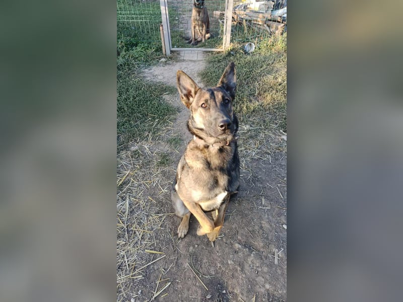 ZUZI - aktives Mädchen sucht ihre Menschen