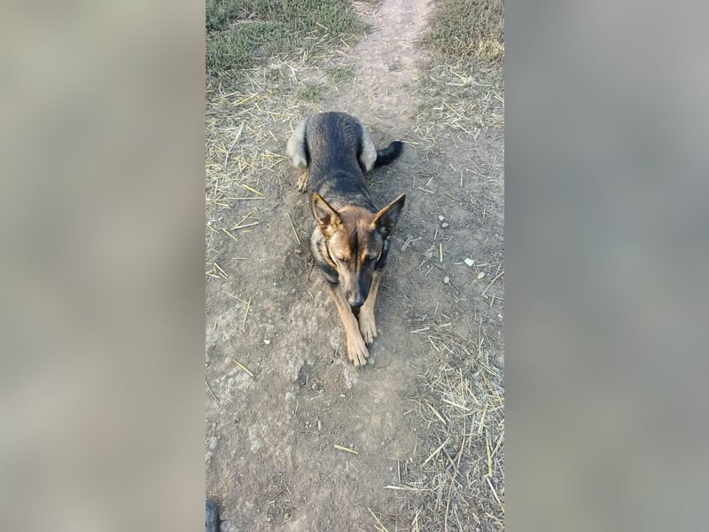 ZUZI - aktives Mädchen sucht ihre Menschen