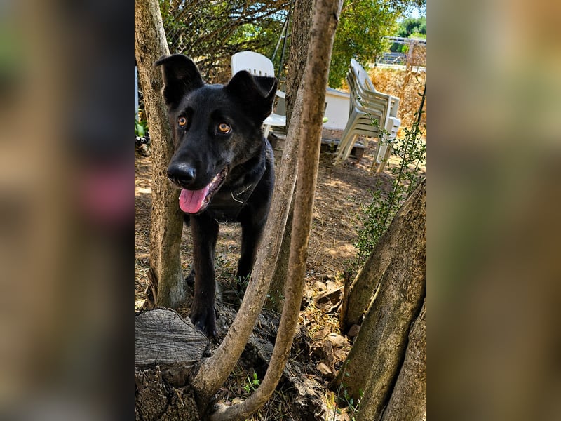 Nerone: Traum für Schäferhund-Freunde
