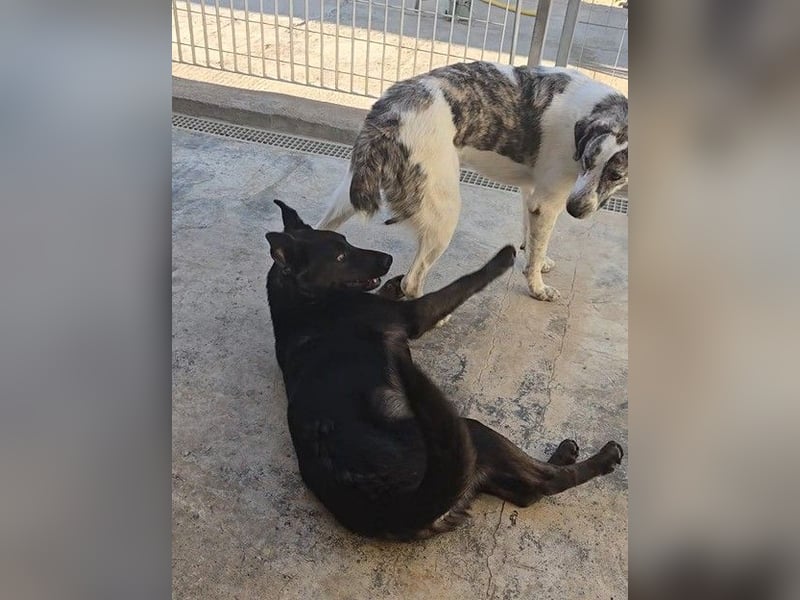 Nerone: ein Traum für alle Schäferhund-Freunde