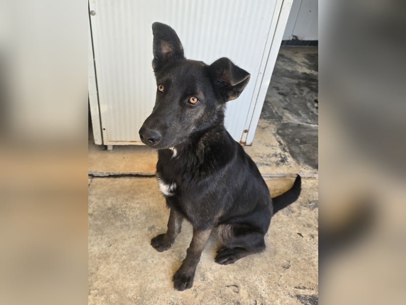 Nerone: ein Traum für alle Schäferhund-Freunde
