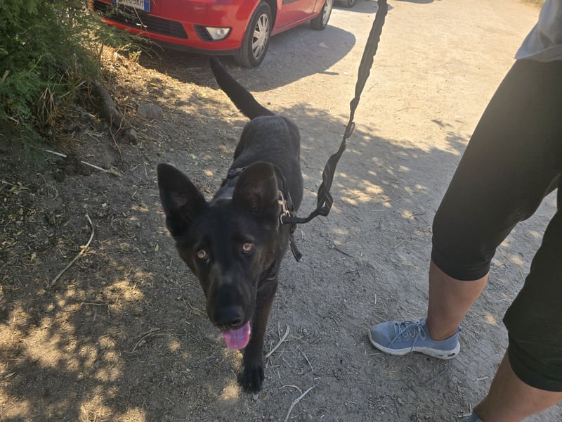 Nerone: Traum für Schäferhund-Freunde