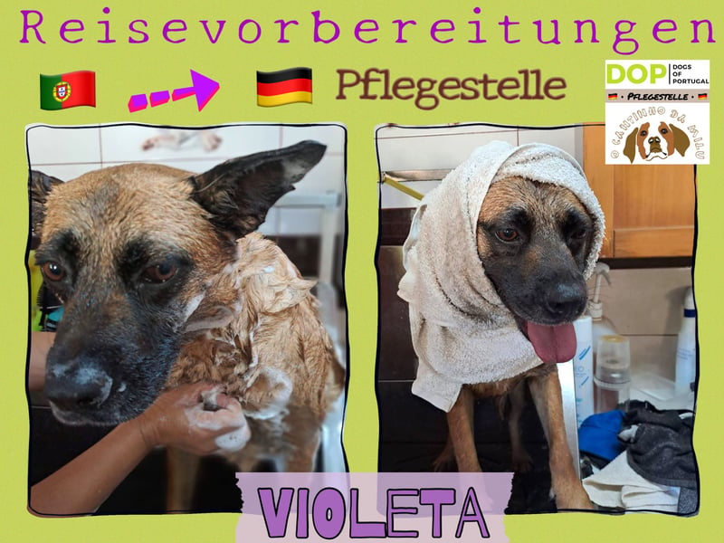 Sanfte  Violeta - in 67697 auf Pflegestelle - sucht ein Für-immer-Zuhause